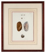 "ZOOLOGY OF NEW YORK", set of three coloured lithographic prints of shells, circa 1845, sight size 27 x 20cm, framed & glazed 47 x 40cm overall. - 3