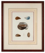 "ZOOLOGY OF NEW YORK", set of three coloured lithographic prints of shells, circa 1845, sight size 27 x 20cm, framed & glazed 47 x 40cm overall. - 4