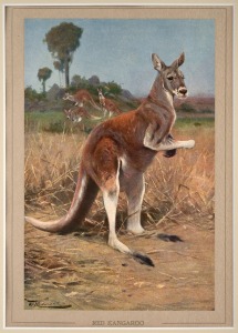 [NATURAL HISTORY] group of assorted coloured lithographic and hand-coloured copper plate engravings of birds, deer, kangaroo and coral, 18th and 19th century, (9 items), the largest sight size 24 x 17cm, mounted 39 x 32cm overall.