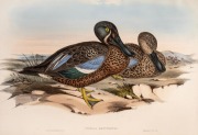 JOHN GOULD (1804-1881), I.) Spatula Variegata (New Zealand Shoveller), II.) Spatula Rhynchotis (Australian Shoveller), III.) Mareca Punctata (Chestnut Teal), hand-coloured lithographs, descriptive pages affixed verso, each approximately 36 x 52cm, mounted