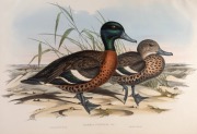 JOHN GOULD (1804-1881), I.) Spatula Variegata (New Zealand Shoveller), II.) Spatula Rhynchotis (Australian Shoveller), III.) Mareca Punctata (Chestnut Teal), hand-coloured lithographs, descriptive pages affixed verso, each approximately 36 x 52cm, mounted - 2