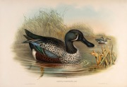 JOHN GOULD (1804-1881), I.) Spatula Variegata (New Zealand Shoveller), II.) Spatula Rhynchotis (Australian Shoveller), III.) Mareca Punctata (Chestnut Teal), hand-coloured lithographs, descriptive pages affixed verso, each approximately 36 x 52cm, mounted - 3