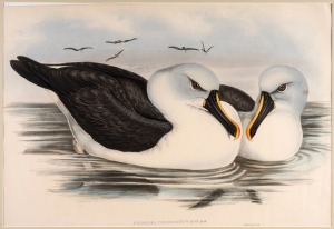 JOHN GOULD (1804-1881), I.) Diomedea Chlororhynchos (Yellow Billed Albatross), II.) Diomedea Fuliginosa (Sooty Albatross), hand-coloured lithographs, descriptive pages affixed verso, each approximately 36 x 52cm, mounted 61 x 67cm overall.