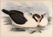 JOHN GOULD (1804-1881), I.) Diomedea Chlororhynchos (Yellow Billed Albatross), II.) Diomedea Fuliginosa (Sooty Albatross), hand-coloured lithographs, descriptive pages affixed verso, each approximately 36 x 52cm, mounted 61 x 67cm overall.