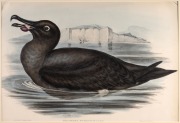 JOHN GOULD (1804-1881), I.) Diomedea Chlororhynchos (Yellow Billed Albatross), II.) Diomedea Fuliginosa (Sooty Albatross), hand-coloured lithographs, descriptive pages affixed verso, each approximately 36 x 52cm, mounted 61 x 67cm overall. - 2