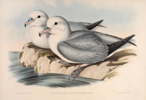 JOHN GOULD (1804-1881), I.) Puffinus Brevicaudus (Short Tailed Petrel), II.) Procellaria Glacialoides (Silver-Grey Petrel), III.) Procellaria Coerulea (Blue Petrel), IV.) Procellaria Conspicillata (Spectacled Petrel), hand-coloured lithographs, descriptive pages affixed verso, each approximately 36 x 52cm, mounted 61 x 67cm overall.