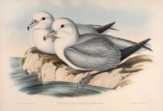 JOHN GOULD (1804-1881), I.) Puffinus Brevicaudus (Short Tailed Petrel), II.) Procellaria Glacialoides (Silver-Grey Petrel), III.) Procellaria Coerulea (Blue Petrel), IV.) Procellaria Conspicillata (Spectacled Petrel), hand-coloured lithographs, descriptiv