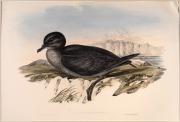 JOHN GOULD (1804-1881), I.) Puffinus Brevicaudus (Short Tailed Petrel), II.) Procellaria Glacialoides (Silver-Grey Petrel), III.) Procellaria Coerulea (Blue Petrel), IV.) Procellaria Conspicillata (Spectacled Petrel), hand-coloured lithographs, descriptiv - 2