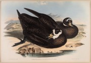 JOHN GOULD (1804-1881), I.) Puffinus Brevicaudus (Short Tailed Petrel), II.) Procellaria Glacialoides (Silver-Grey Petrel), III.) Procellaria Coerulea (Blue Petrel), IV.) Procellaria Conspicillata (Spectacled Petrel), hand-coloured lithographs, descriptiv - 3