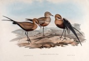 JOHN GOULD (1804-1881), I.) Hemipodius Melanogaster (Black-Breasted Hemipode), II.) Glareola Grallaria (Australian Pratincole), III.) Cereopsis Novae-Hollandiae (Cereopsis Goose), IV.) Diomedea Fuliginosa (Sooty Albatross), ​​​​​​​hand-coloured lithograph