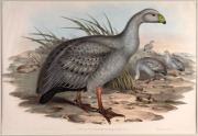 JOHN GOULD (1804-1881), I.) Hemipodius Melanogaster (Black-Breasted Hemipode), II.) Glareola Grallaria (Australian Pratincole), III.) Cereopsis Novae-Hollandiae (Cereopsis Goose), IV.) Diomedea Fuliginosa (Sooty Albatross), ​​​​​​​hand-coloured lithograph - 2