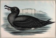 JOHN GOULD (1804-1881), I.) Hemipodius Melanogaster (Black-Breasted Hemipode), II.) Glareola Grallaria (Australian Pratincole), III.) Cereopsis Novae-Hollandiae (Cereopsis Goose), IV.) Diomedea Fuliginosa (Sooty Albatross), ​​​​​​​hand-coloured lithograph - 3