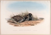 JOHN GOULD (1804-1881), I.) Hemipodius Melanogaster (Black-Breasted Hemipode), II.) Glareola Grallaria (Australian Pratincole), III.) Cereopsis Novae-Hollandiae (Cereopsis Goose), IV.) Diomedea Fuliginosa (Sooty Albatross), ​​​​​​​hand-coloured lithograph - 4
