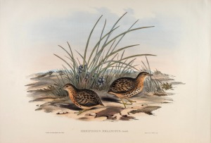 JOHN GOULD (1804-1881), I.) Hemipodius Melanotus (Black-Backed Hemipode), II.) Hemipodius Varius (Varied Hemipode), III.) Porzana Palustris (Water Crake), IV.) Pedionomus Torquatus (Collared Plain Wanderer), hand-coloured lithographs, descriptive pages affixed verso, each approximately 36 x 52cm, mounted 61 x 67cm overall.