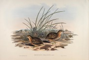 JOHN GOULD (1804-1881), I.) Hemipodius Melanotus (Black-Backed Hemipode), II.) Hemipodius Varius (Varied Hemipode), III.) Porzana Palustris (Water Crake), IV.) Pedionomus Torquatus (Collared Plain Wanderer), hand-coloured lithographs, descriptive pages af