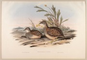 JOHN GOULD (1804-1881), I.) Hemipodius Melanotus (Black-Backed Hemipode), II.) Hemipodius Varius (Varied Hemipode), III.) Porzana Palustris (Water Crake), IV.) Pedionomus Torquatus (Collared Plain Wanderer), hand-coloured lithographs, descriptive pages af - 2