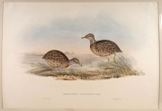 JOHN GOULD (1804-1881), I.) Hemipodius Melanotus (Black-Backed Hemipode), II.) Hemipodius Varius (Varied Hemipode), III.) Porzana Palustris (Water Crake), IV.) Pedionomus Torquatus (Collared Plain Wanderer), hand-coloured lithographs, descriptive pages af - 4