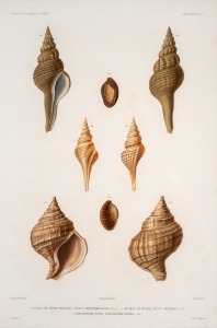 "VOYAGE AUTOUR DU MONDE SUR LA FRÉGATE LA VÉNUS, 1836-1839", group of nine antique hand-coloured copper plate engravings of shells from the South Pacific, published in the early 1840s, sight size 42 x 28cm, mounted 57 x 43.5cm overall.