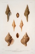 "VOYAGE AUTOUR DU MONDE SUR LA FR&Eacute;GATE LA V&Eacute;NUS, 1836-1839", group of nine antique hand-coloured copper plate engravings of shells from the South Pacific, published in the early 1840s, sight size 42 x 28cm, mounted 57 x 43.5cm overall.