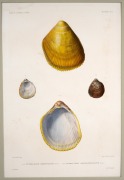 "VOYAGE AUTOUR DU MONDE SUR LA FR&Eacute;GATE LA V&Eacute;NUS, 1836-1839", group of nine antique hand-coloured copper plate engravings of shells from the South Pacific, published in the early 1840s, sight size 42 x 28cm, mounted 57 x 43.5cm overall. - 2