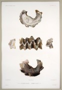 "VOYAGE AUTOUR DU MONDE SUR LA FR&Eacute;GATE LA V&Eacute;NUS, 1836-1839", group of nine antique hand-coloured copper plate engravings of shells from the South Pacific, published in the early 1840s, sight size 42 x 28cm, mounted 57 x 43.5cm overall. - 3