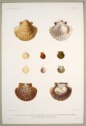 "VOYAGE AUTOUR DU MONDE SUR LA FR&Eacute;GATE LA V&Eacute;NUS, 1836-1839", group of nine antique hand-coloured copper plate engravings of shells from the South Pacific, published in the early 1840s, sight size 42 x 28cm, mounted 57 x 43.5cm overall. - 4