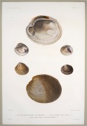"VOYAGE AUTOUR DU MONDE SUR LA FR&Eacute;GATE LA V&Eacute;NUS, 1836-1839", group of nine antique hand-coloured copper plate engravings of shells from the South Pacific, published in the early 1840s, sight size 42 x 28cm, mounted 57 x 43.5cm overall. - 5