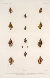 "VOYAGE AUTOUR DU MONDE SUR LA FRÉGATE LA VÉNUS, 1836-1839", group of ten antique hand-coloured copper plate engravings of shells from the South Pacific, published in the early 1840s, sight size 42 x 28cm, mounted 57 x 43.5cm overall.