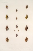 "VOYAGE AUTOUR DU MONDE SUR LA FR&Eacute;GATE LA V&Eacute;NUS, 1836-1839", group of ten antique hand-coloured copper plate engravings of shells from the South Pacific, published in the early 1840s, sight size 42 x 28cm, mounted 57 x 43.5cm overall.