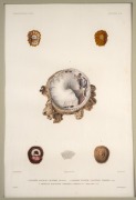 "VOYAGE AUTOUR DU MONDE SUR LA FR&Eacute;GATE LA V&Eacute;NUS, 1836-1839", group of ten antique hand-coloured copper plate engravings of shells from the South Pacific, published in the early 1840s, sight size 42 x 28cm, mounted 57 x 43.5cm overall. - 2