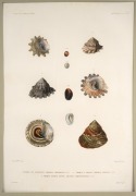 "VOYAGE AUTOUR DU MONDE SUR LA FR&Eacute;GATE LA V&Eacute;NUS, 1836-1839", group of ten antique hand-coloured copper plate engravings of shells from the South Pacific, published in the early 1840s, sight size 42 x 28cm, mounted 57 x 43.5cm overall. - 5