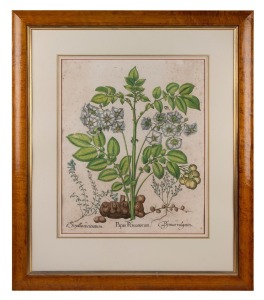 BASILIUS BESLER (1561-1629) "Papas Peruanorum" (potato plant) antique hand-coloured engraving from the publication "HORTUS EYSTETTENSIS" circa 1613, 49 x 40cm, 79 x 68cm overall.