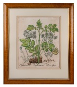 BASILIUS BESLER (1561-1629) "Papas Peruanorum" (potato plant) antique hand-coloured engraving from the publication "HORTUS EYSTETTENSIS" circa 1613, ​​​​​​​49 x 40cm, 79 x 68cm overall.