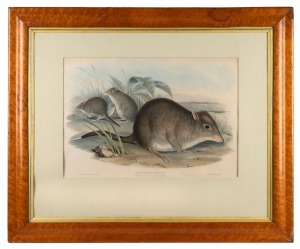 JOHN GOULD (1804-1881), Hypsiprymmus Apicalis (Tasmanian Rat Kangaroo), hand-coloured engraving, attractively displayed in antique birdseye maple frame, 35 x 52cm, 70 x 85cm overall.