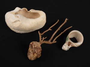 A scrimshaw shell napkin ring with fisherman decoration; together with a coral specimen and sperm whale eardrum with incised collection number, 19th/20th century, (3 items), the largest 13cm wide.