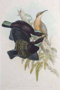 JOHN GOULD (1804-1881) Ptiloris Victoriae (Birds of Australia Supplement)