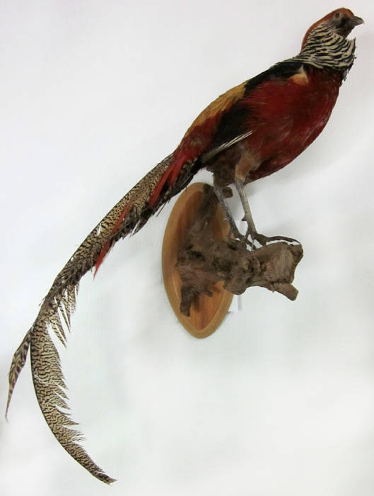 TAXIDERMY: Pheasant, stuffed and mounted on a branch attached to a wall plaque. In very fine condition, 90cm total length including tail.