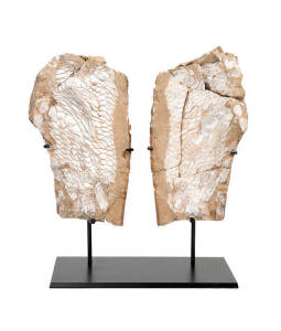 FISH FOSSIL: Sarcopterygian scales, late Devonian, 400myo, from the Gogo formation, in the Kimberley region of Western Australia. Extremely rare fossil.