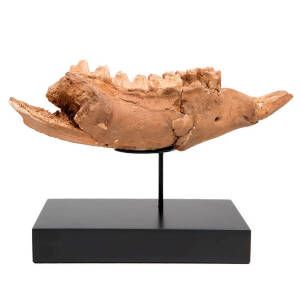 FOSSIL - ZYGOMATURUS TRILOBUS JAW, Pleisocene, from Henschke's Quarry, South Australia. Similar in appearance to the giant wombat.