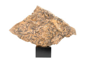 FOSSILS - BELEMNITE MORTALITY PLATE, Cretaceous, from Hughenden, Queensland, size 72x45cm.