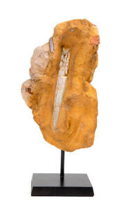 FOSSIL - OPAL BELEMNITE, Neohibolites sp, Cretaceous, from Coober Pedy, South Australia, size 16x8cm.