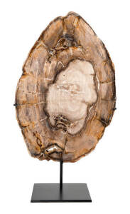 OPALITE WOOD, Oligocene, from Springsure, Queensland, size 50x34cm.