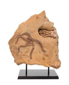 JIMBACRINUS AND OPHIUROID FOSSIL, Permian, 270myo, from Gascoyne, Western Australia.