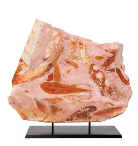 GLOSSOPTERIS FOSSIL LEAF PLATE, Permian, 270myo, Illawarra coal measures, Dunnedoo, NSW.