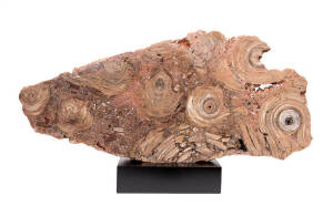 CONOPHTON BASALTICUM - STROMATOLITE, Cambrian period, 500myo, Antrim basalt, from Katherine, Northern Territory, large slab, 91x43cm. One of only a few specimens to come out of this locality, Stromatolites are one of the earliest forms of life to exist on