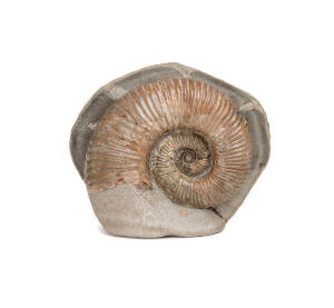 FOSSIL - TROPAEUM JACKII, from Wallumbilla formation, Walsh River, Chillagoe area, north Queensland, size 13x10cm. Ex Dave Casey Walsh River collection.