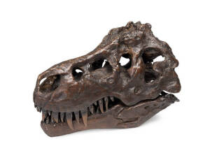 T-REX SKULL, sculpture in bronze, articulated.