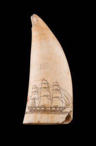 Scrimshaw whales tooth decorated with a three-masted ship 19th Century 17cm high