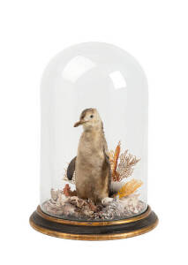 Taxidermied fairy penguin in glass dome, late 19th century. Dome 46cm