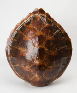 Sea turtle shell, circa 1930s. Length 45cm